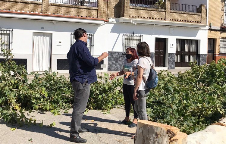 Los árboles de la barriada Las Torres se sustituirán por otras especies ante los «problemas de salud» de los vecinos