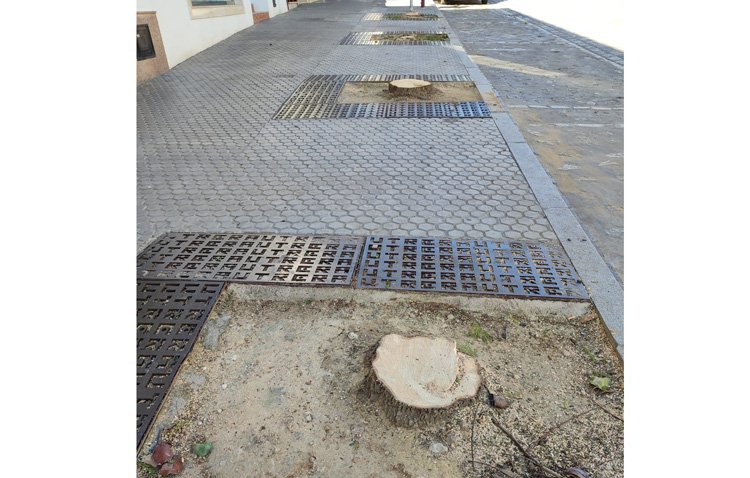 El Ayuntamiento de Utrera decide eliminar las jacarandas de La Corredera