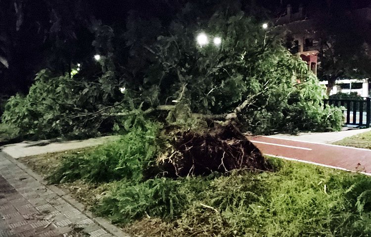 La Red de Utrera por el Clima se reúne con la edil de Medio Ambiente para abordar el «desastre ecológico» producido por el temporal de viento