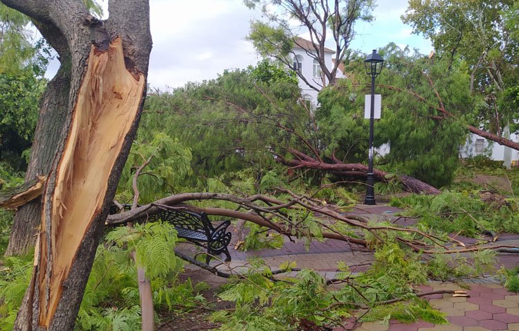 Una mujer y su hijo salvan la vida tras caerles un árbol encima cuando se desplazaban en su coche durante el temporal de viento en Utrera