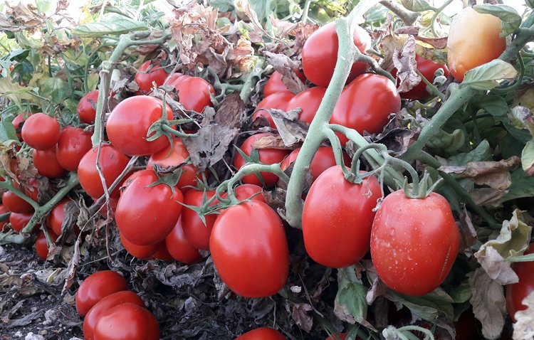 La falta de agua marca el cultivo del tomate en el término municipal de Utrera