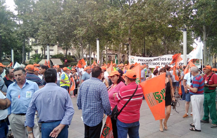 Los agricultores de aceituna de mesa se echan a la calle ante los «abusos» que sufren