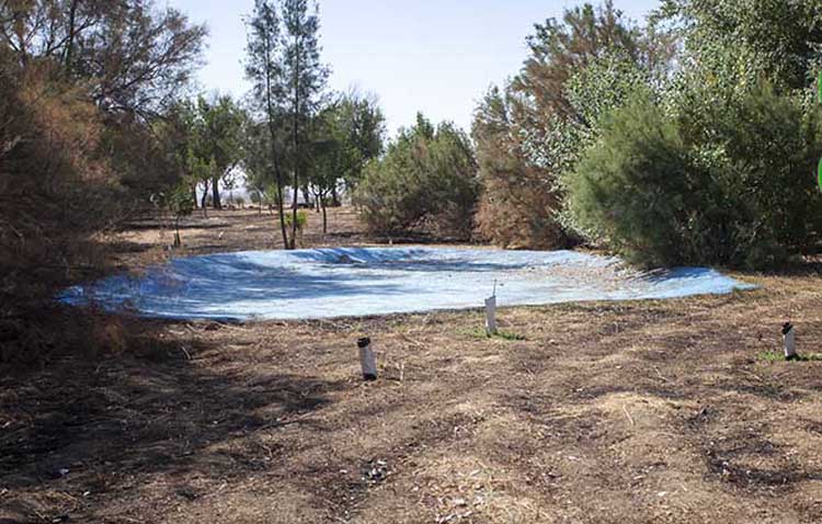 La plataforma «Utrera Eco» denuncia la quema de rastrojos en Vistalegre