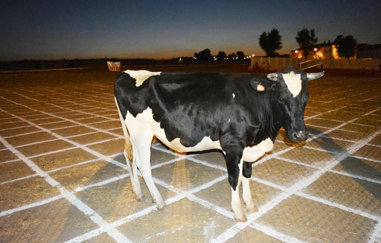 El concurso «La caca de la vaca» da el salto a Internet debido a la pandemia