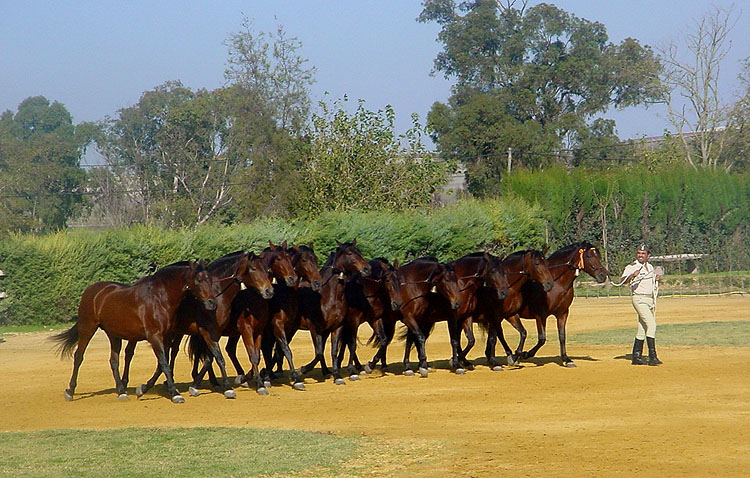 Equus-Utrera organiza una visita a la yeguada militar de Jerez