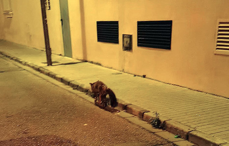 La curiosa historia del zorro que se paseó por Utrera